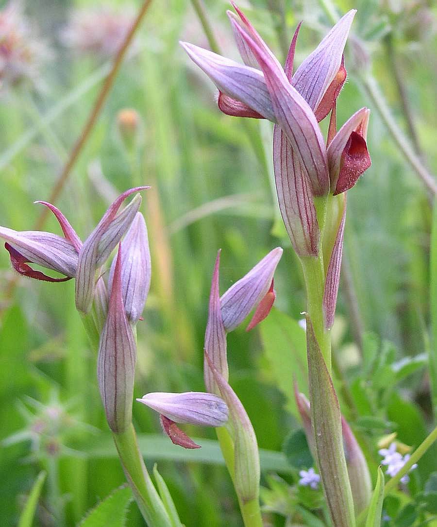 Orchis morio, Orchis pallens, Orchis simia, Orchis provincia